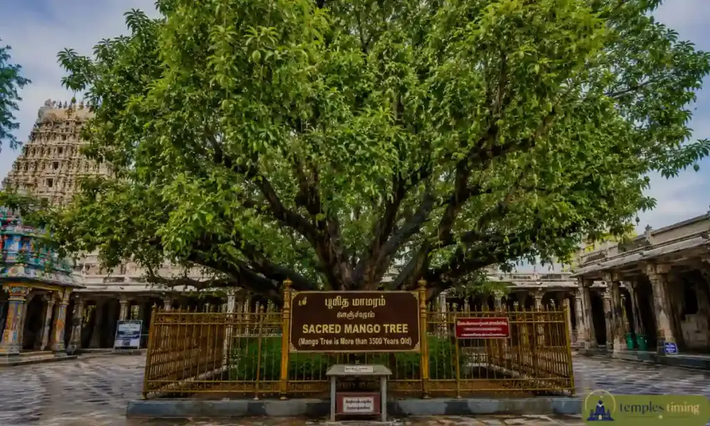The Sacred Mango Tree